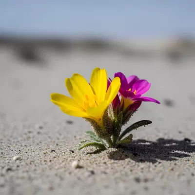 Imagen PNG para descargar